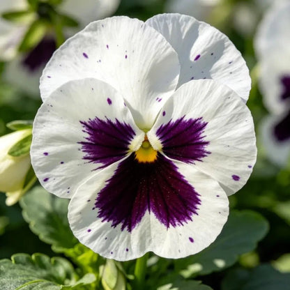 Large - Flowered White Spot Pansy Seeds - Dream Butterfly Series - Verdseeds