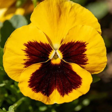 Large - Flowered Yellow Brown Pansy Seeds - Dream Butterfly Series - Verdseeds