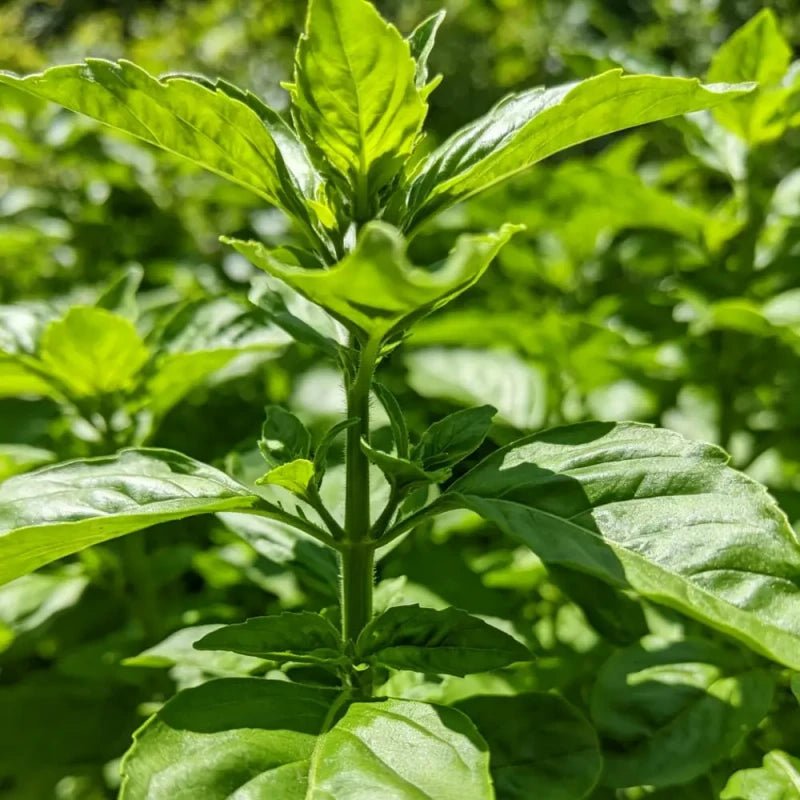Large Leaf Basil Seeds - Verdseeds