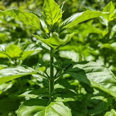 Large Leaf Basil Seeds - Verdseeds