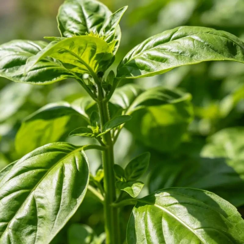 Large Leaf Basil Seeds - Verdseeds