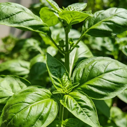 Large Leaf Basil Seeds - Verdseeds