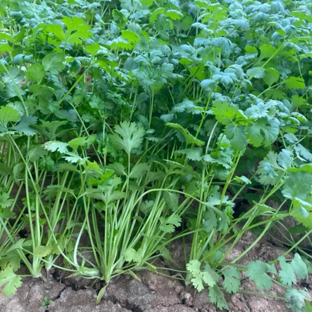 Large Leaf Cilantro Seeds - Verdseeds