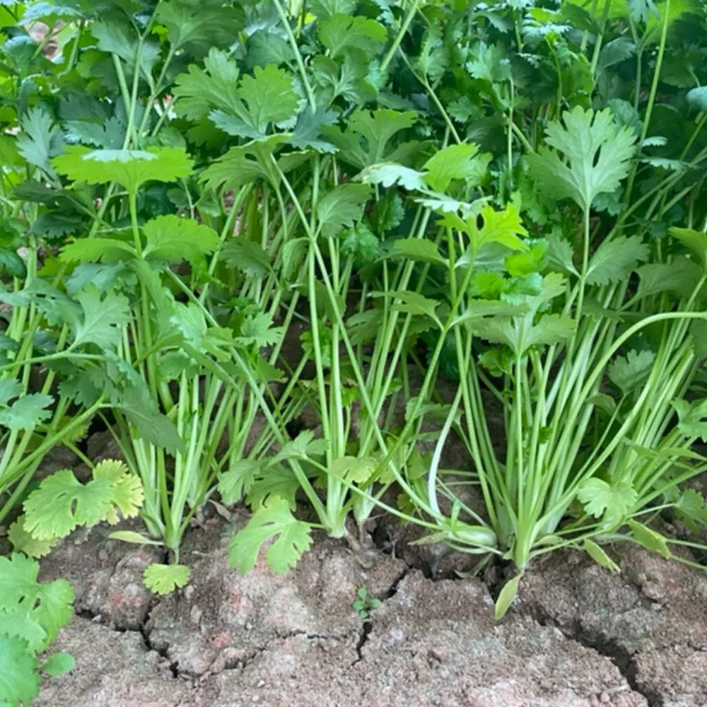 Large Leaf Cilantro Seeds - Verdseeds