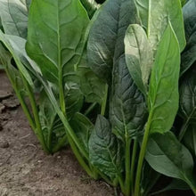 Large Leaf Spinach Seeds - Verdseeds
