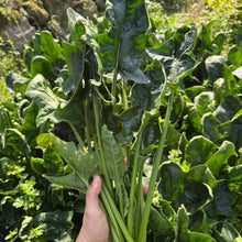 Large Leaf Spinach Seeds - Verdseeds