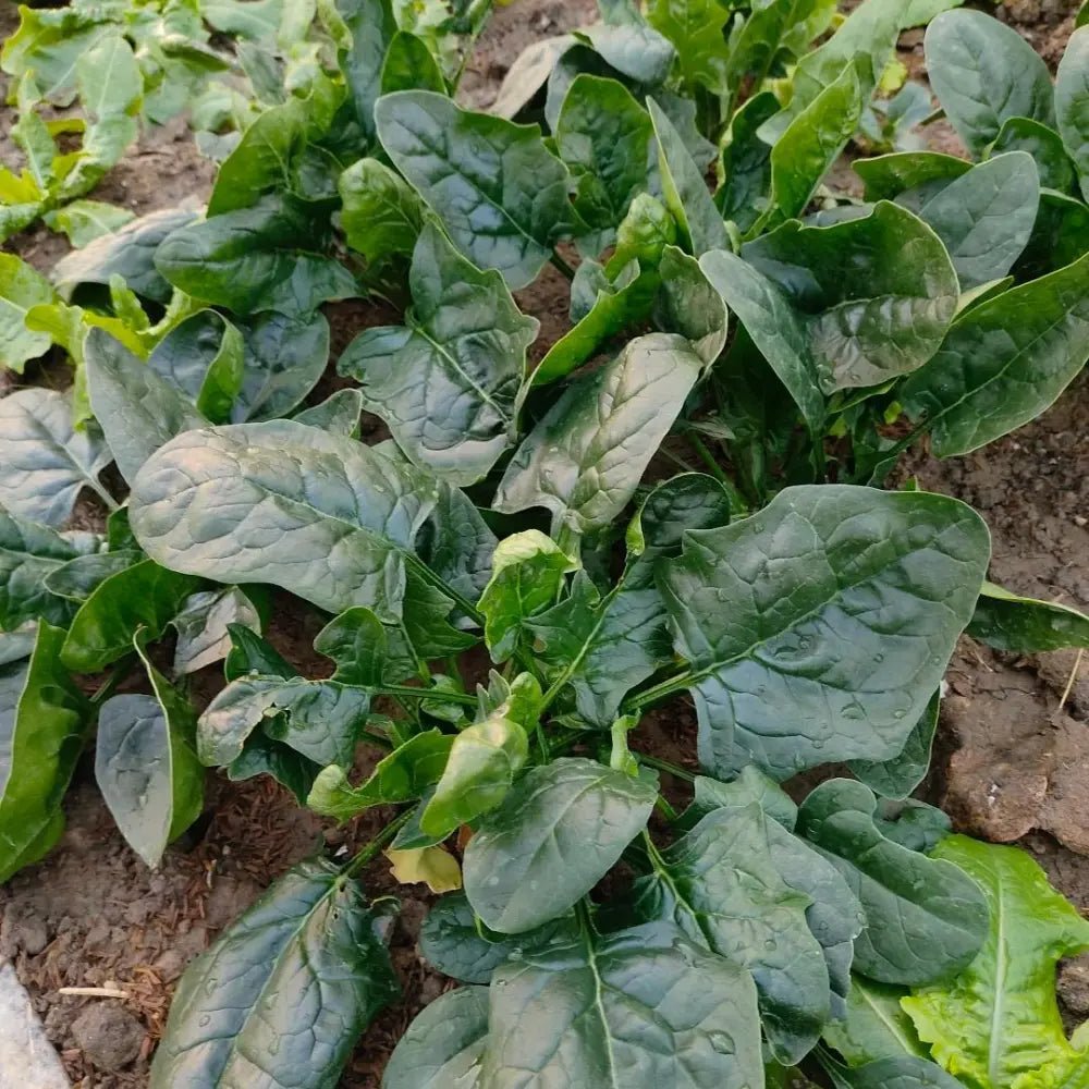Large Leaf Spinach Seeds - Verdseeds