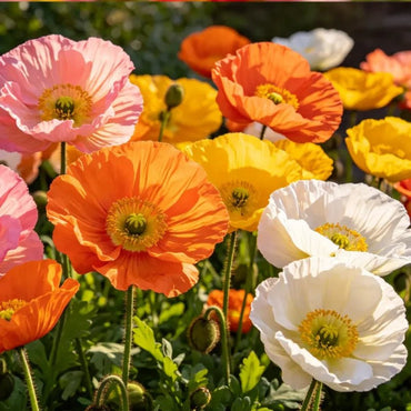 Large mixed color single petal Iceland Poppy Seeds(Perennial) - Verdseeds