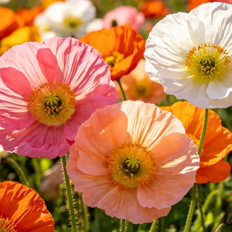 Large mixed color single petal Iceland Poppy Seeds(Perennial) - Verdseeds
