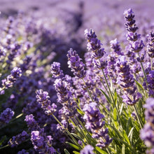 Lavender Seeds - Verdseeds