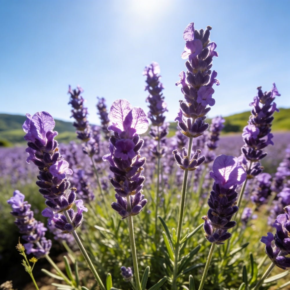 Lavender Seeds - Verdseeds