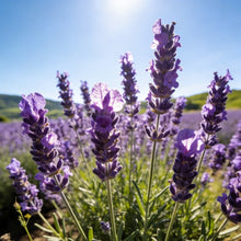 Lavender Seeds - Verdseeds