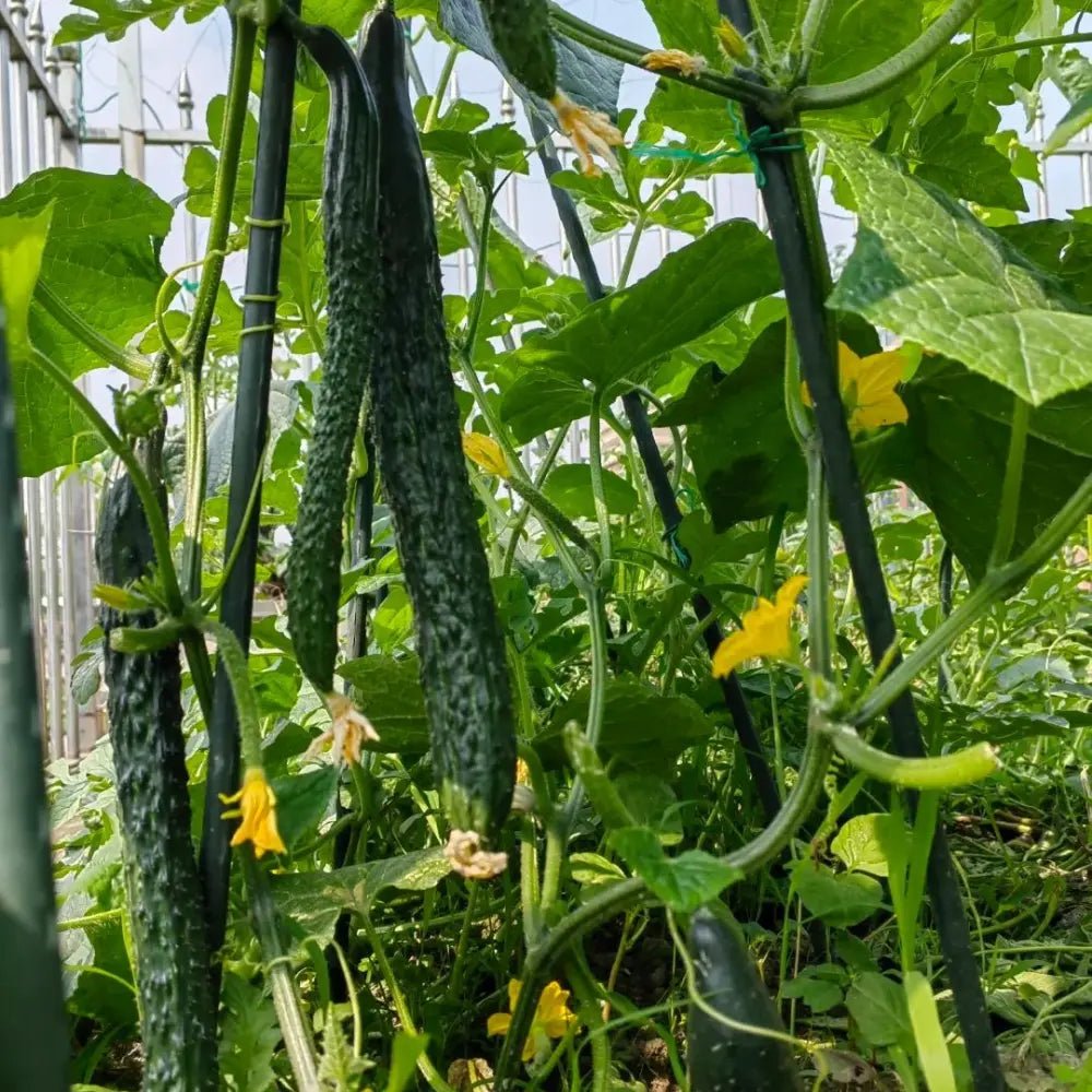Leader Cucumber Seeds - Verdseeds