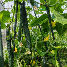 Leader Cucumber Seeds - Verdseeds