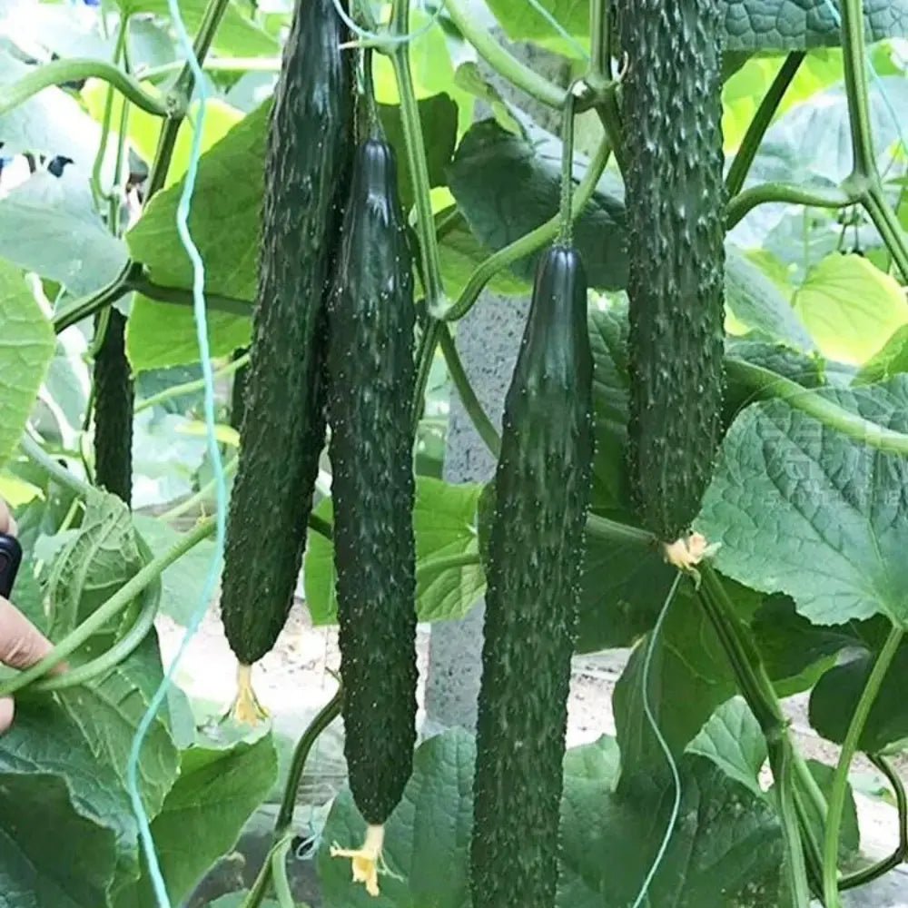 Leader Cucumber Seeds - Verdseeds