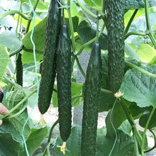 Leader Cucumber Seeds - Verdseeds