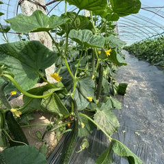 Leader Cucumber Seeds - Verdseeds