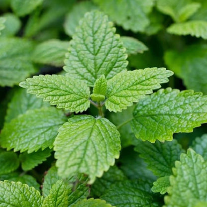 Lemon Balm Seeds - Verdseeds