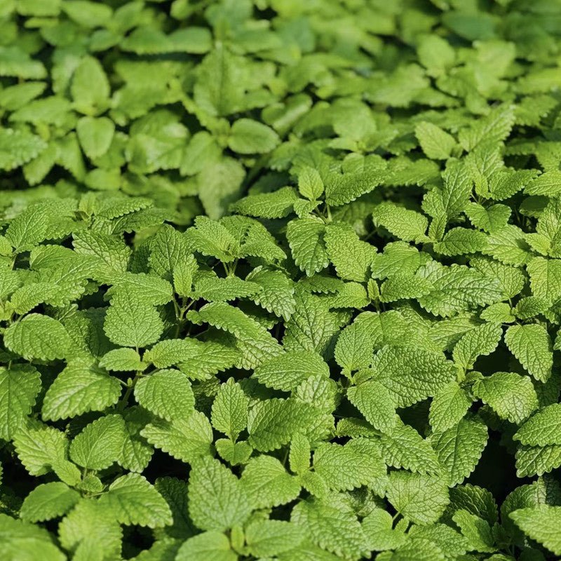 Lemon Balm Seeds - Verdseeds