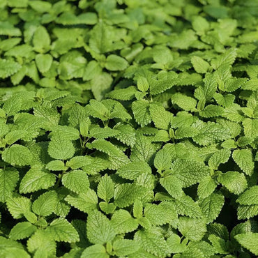 Lemon Balm Seeds - Verdseeds