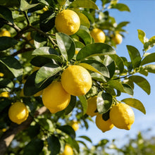 Lemon Seeds - Verdseeds