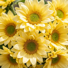 Lemon Yellow Double Multi - head Green Center Sunflower Seeds - Verdseeds