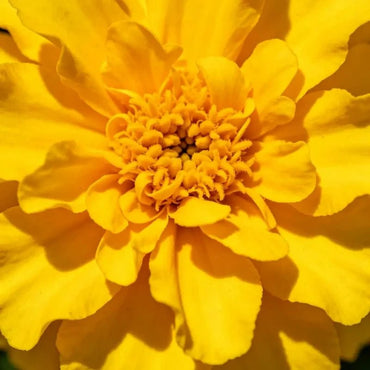 Lemon Yellow Marigold Seeds - Verdseeds