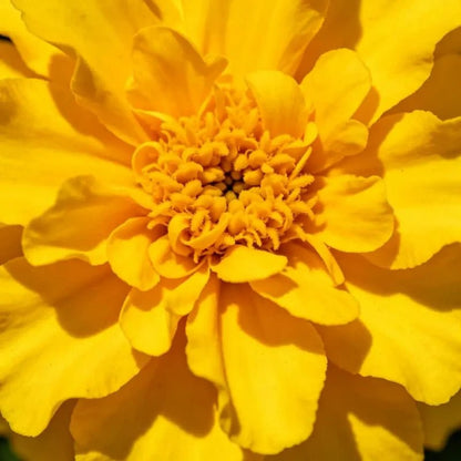 Lemon Yellow Marigold Seeds - Verdseeds