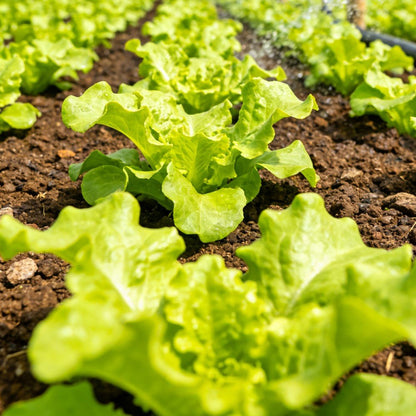 Lettuce Seeds - Verdseeds