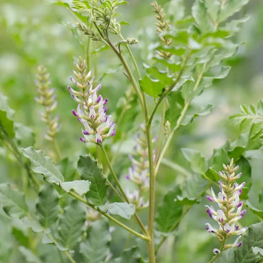 Licorice Seeds - Verdseeds