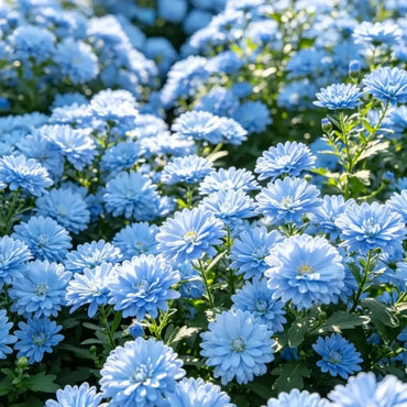 Light Blue Aster Seeds - Verdseeds