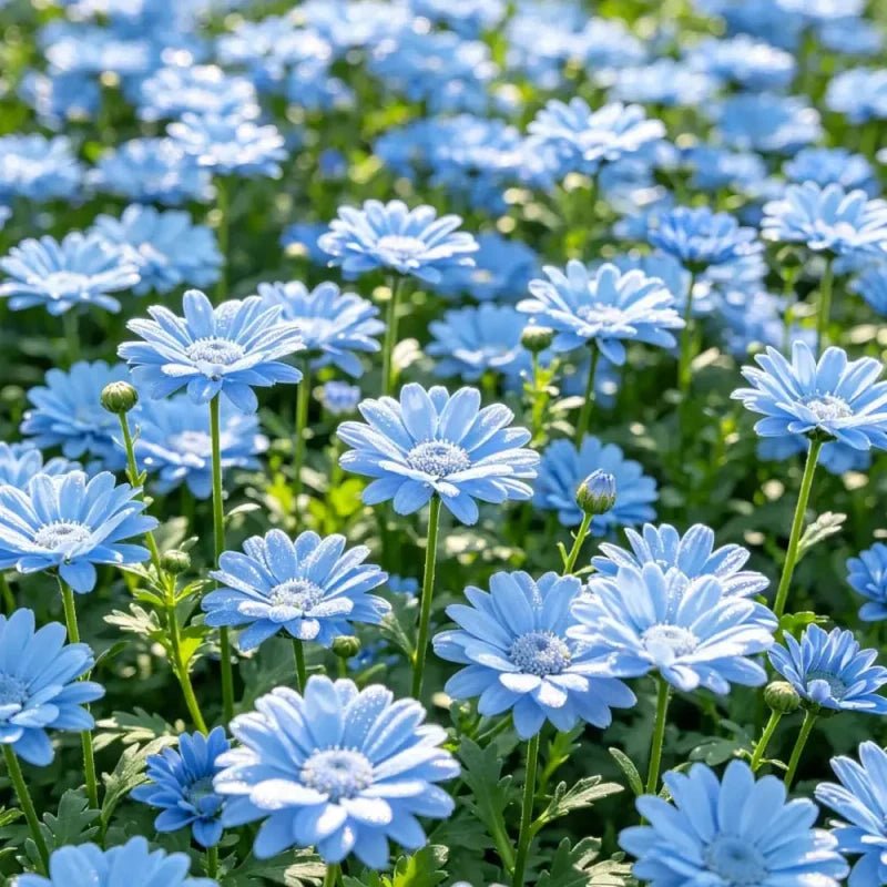Light Blue Aster Seeds - Verdseeds
