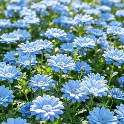 Light Blue Aster Seeds - Verdseeds