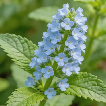 Light Blue Perfume Mint Seeds - Verdseeds