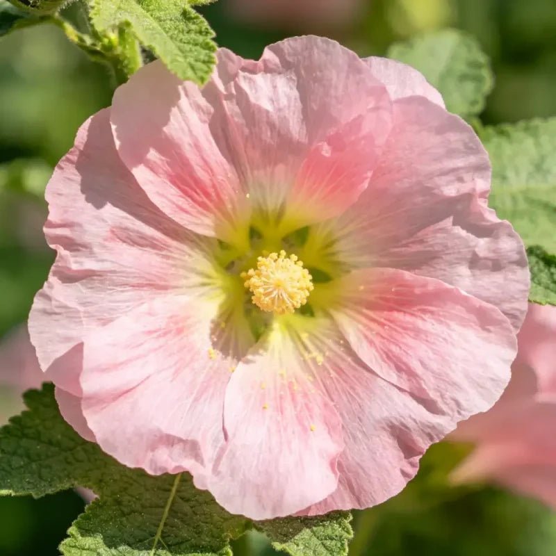 Light Pink Common Mallow Seeds - Verdseeds