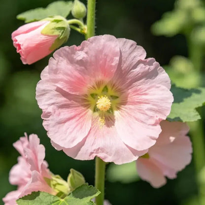 Light Pink Common Mallow Seeds - Verdseeds