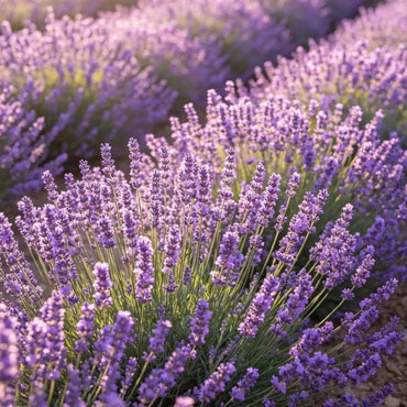 Light Purple French Lavender Seeds - Verdseeds