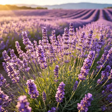 Light Purple French Lavender Seeds - Verdseeds