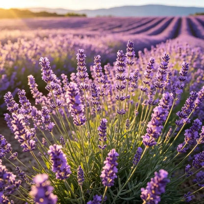 Light Purple French Lavender Seeds - Verdseeds