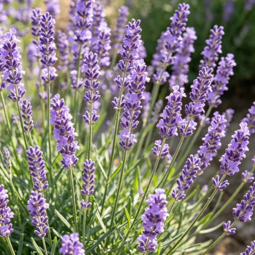 Light Purple Silver Leaf English Lavender Seeds - Verdseeds