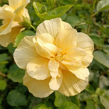Hibiscus