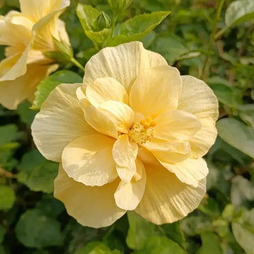 Light Yellow Chinese Hibiscus Seeds - Verdseeds