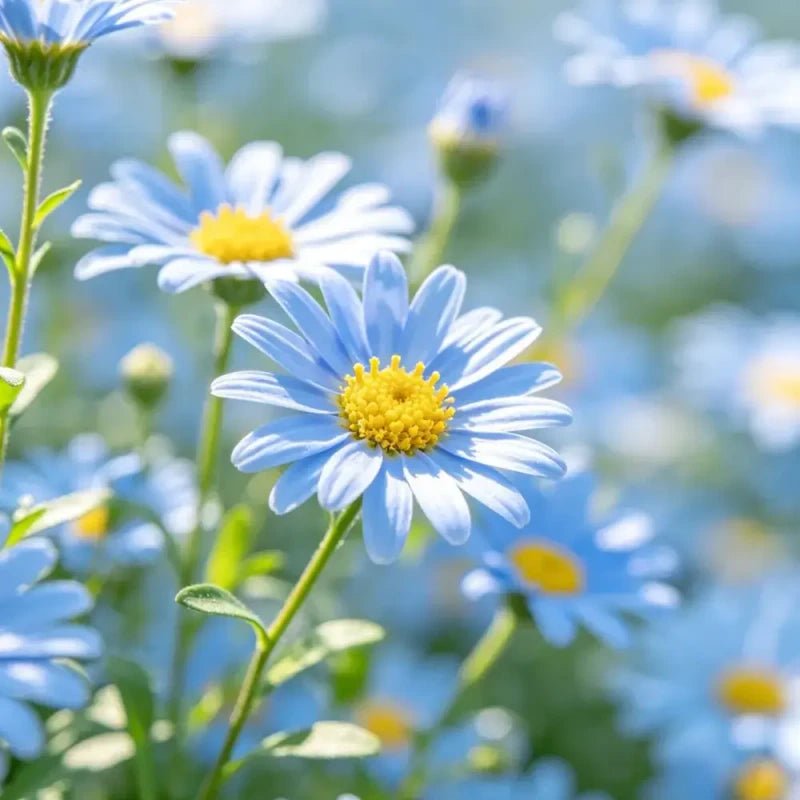 Ligth Blue Showy Fleabane Seeds - Verdseeds