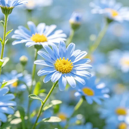 Ligth Blue Showy Fleabane Seeds - Verdseeds