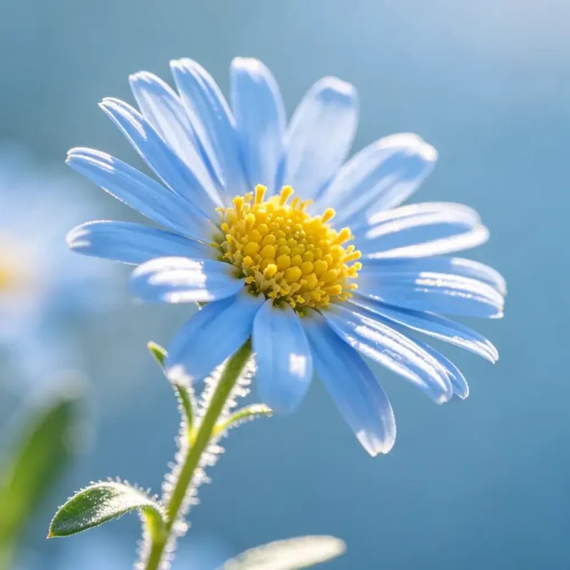 Ligth Blue Showy Fleabane Seeds - Verdseeds
