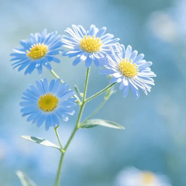 Ligth Blue Showy Fleabane Seeds - Verdseeds
