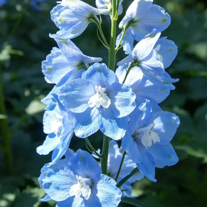 Lilac Delphinium Seeds - Verdseeds