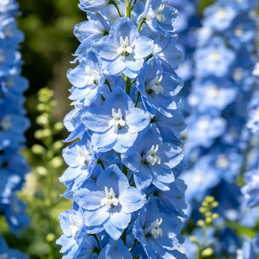 Lilac Delphinium Seeds - Verdseeds