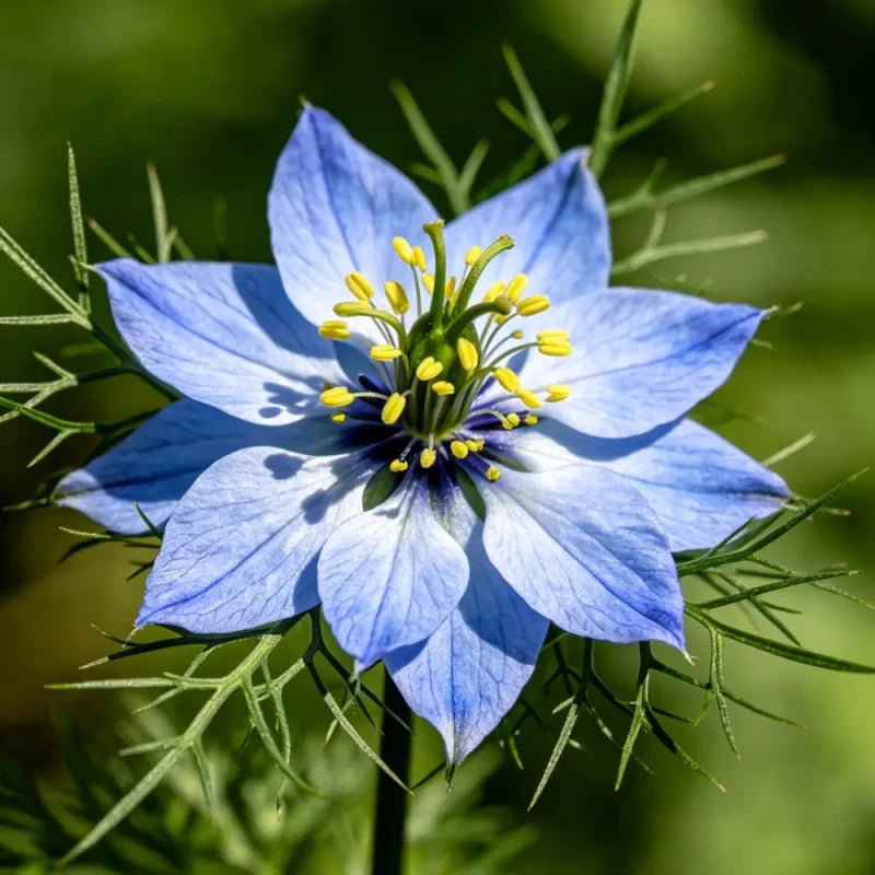 Lilac Love - in - a - Mist Seeds - Verdseeds