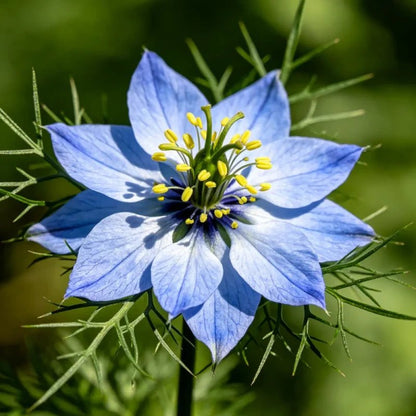 Lilac Love - in - a - Mist Seeds - Verdseeds